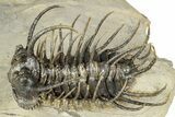 Spiny Koneprusia Trilobite - Foum Zguid, Morocco #344463-1